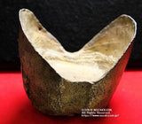 中国 五十両銀 清代新疆 道験 - 野崎コイン